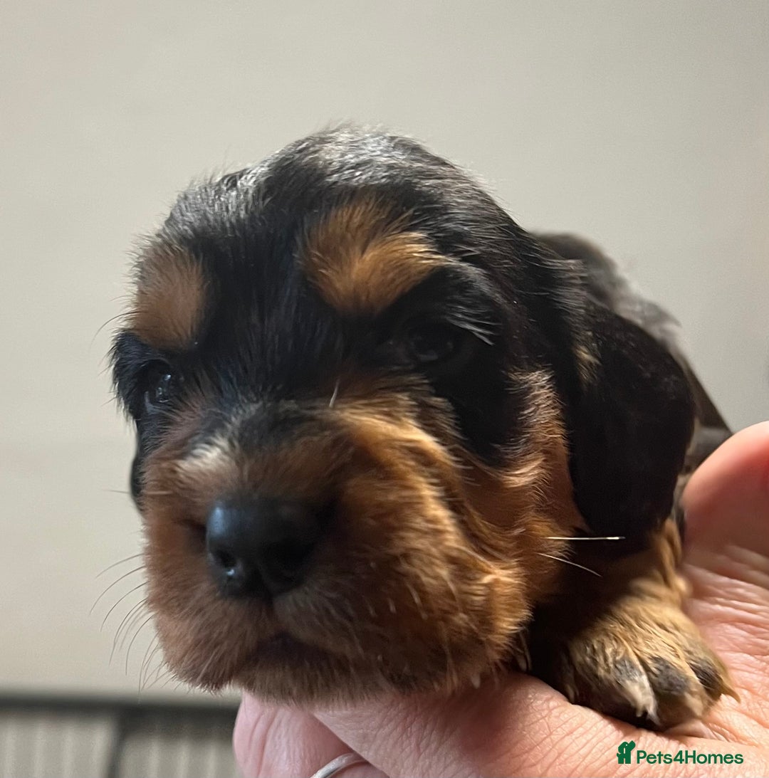 Cocker Spaniel dogs for sale: KC COCKER PUPS TRI BLACK TAN WHITE RED HEALTH TEST - Image 11