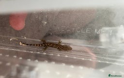 Gecko reptiles for sale: Mourning Geckos and set up - Image 7