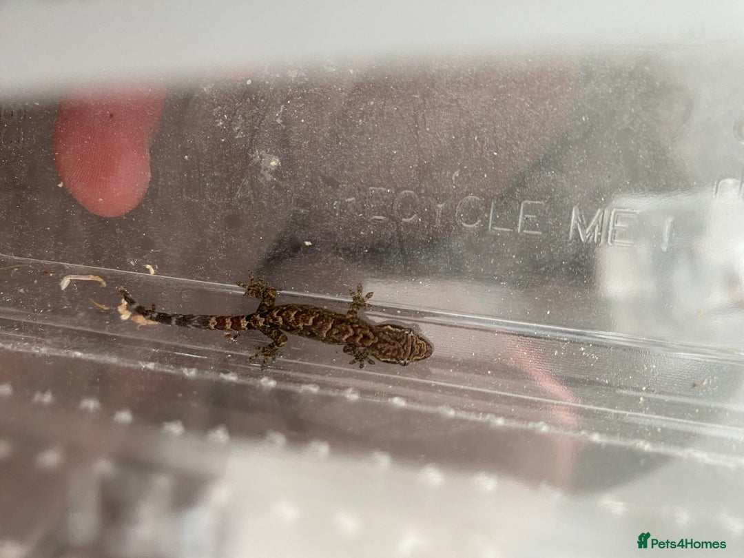 Gecko reptiles for sale: Mourning Geckos and set up - Image 7