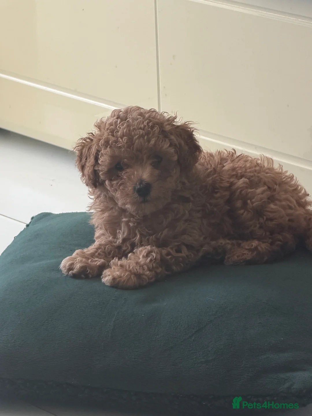 Toy Poodle dogs for sale: Lovely toy poodle can see mum and dad in Stirling - Advert 2