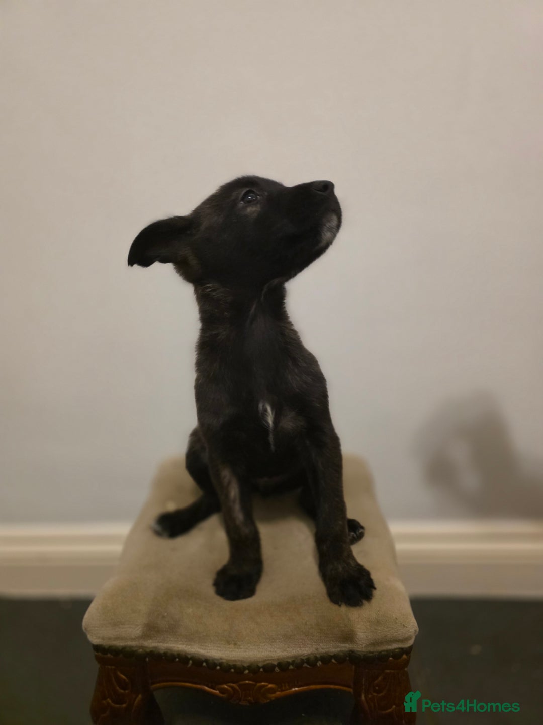 Belgian Shepherd Dog dogs for sale: Dutch Herder Puppies - Advert 2