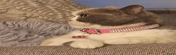 British Shorthair cats for sale: GCCF retiring queens - Advert 7