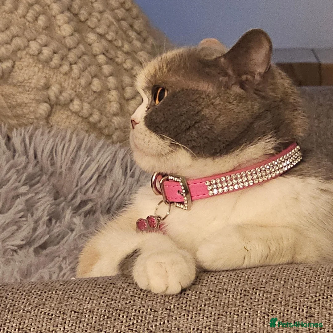 British Shorthair cats for sale: GCCF retiring queens - Advert 7