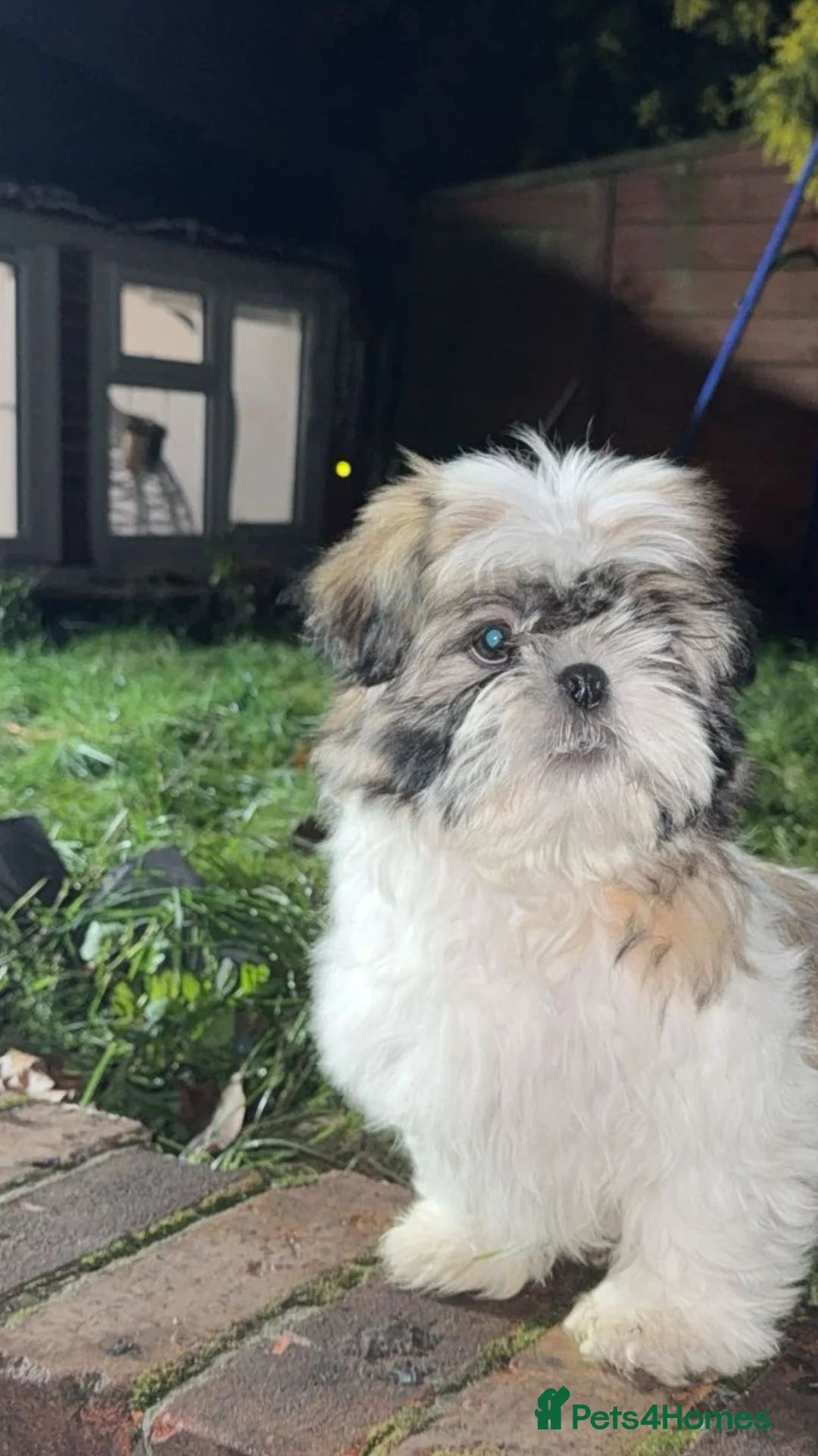 Shih Tzu dogs for sale: Beautiful Shih Tzu for sell - Advert 2