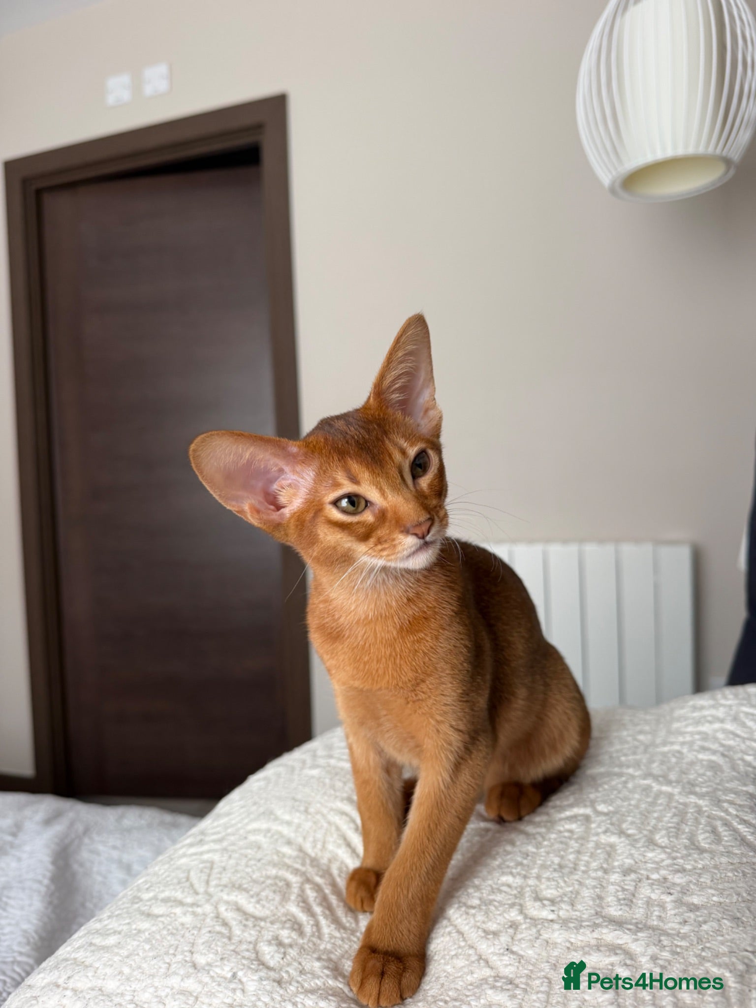 Abyssinian cats Girl available 🎀 Ready to Go! - Advert 1