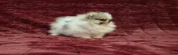 Pomeranian dogs for sale: Ultra Teddy Bear Pomeranian Puppies - Advert 15