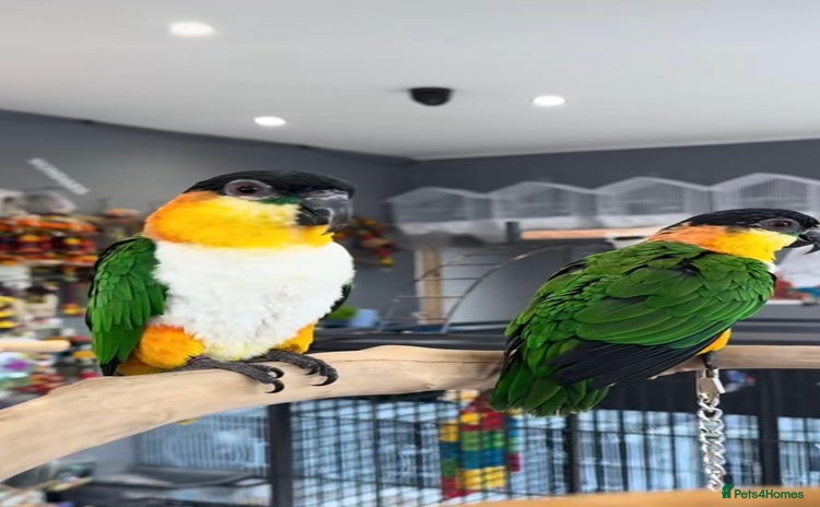Parrots birds - Advert 5