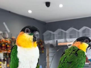 Parrots birds - Advert 29