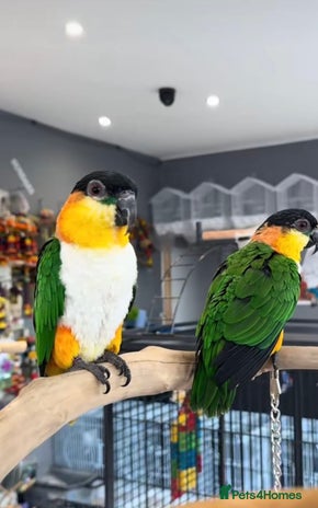 Parrots birds - Advert 1