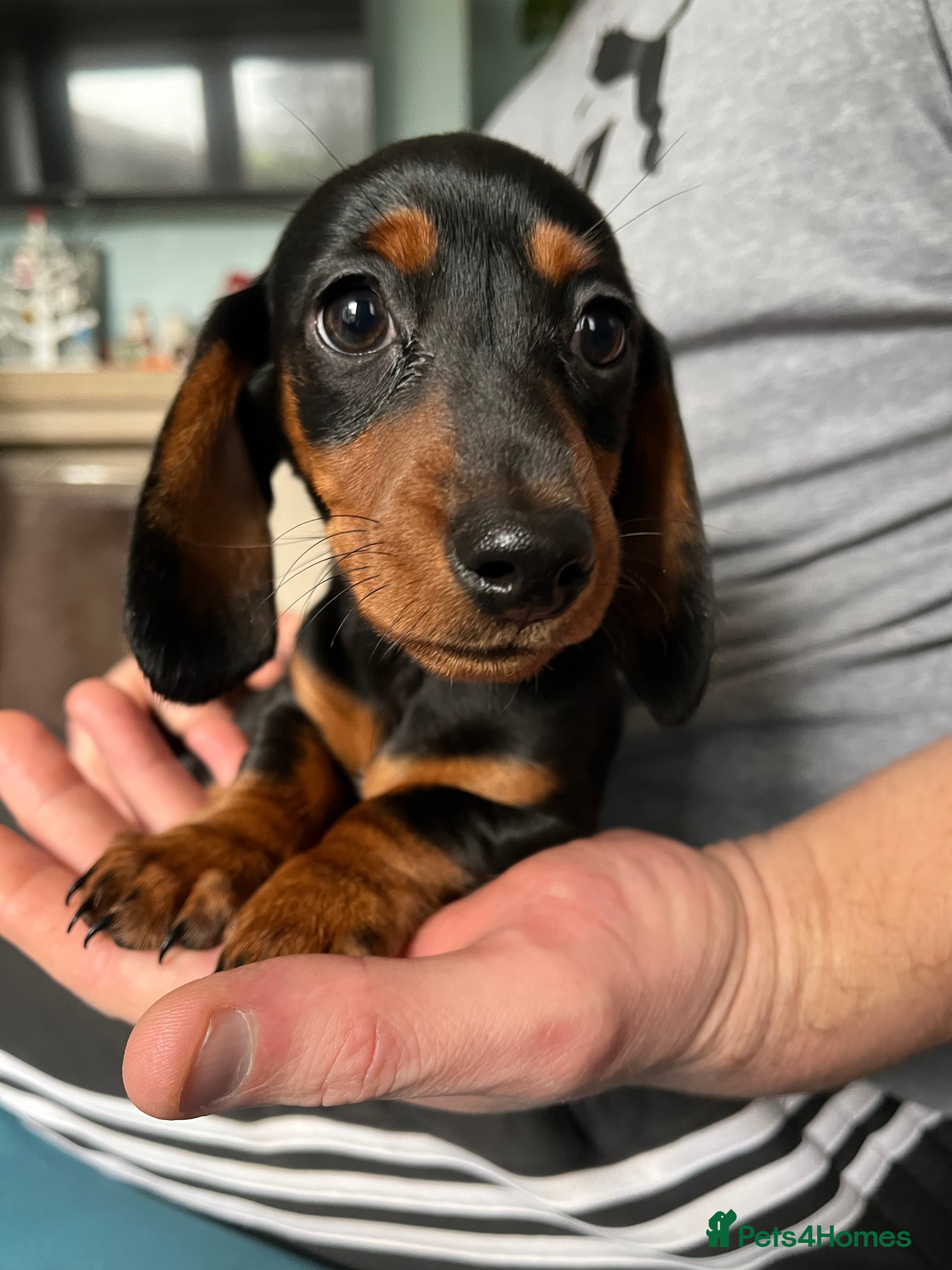 Miniature Dachshund dogs 1 girl Kc reg mini dachshunds - Advert 1
