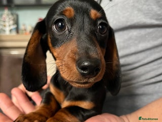 Miniature Dachshund dogs 1 girl Kc reg mini dachshunds - Advert 16