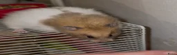 Hamster rodents for sale: Baby Syrian hamsters - Advert 2