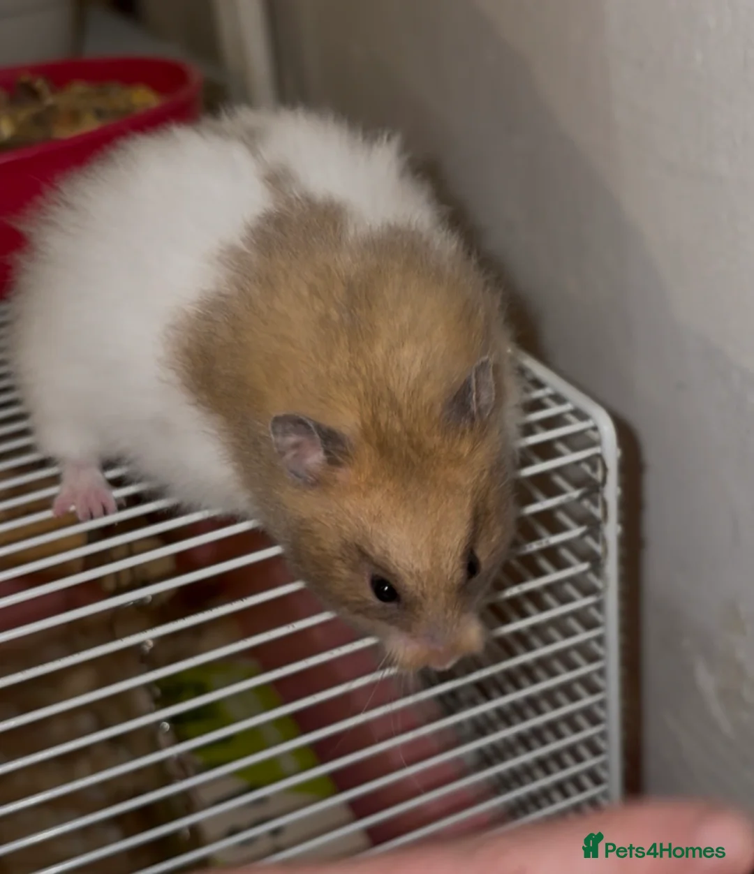Hamster rodents for sale: Baby Syrian hamsters - Advert 2