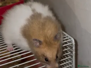 Hamster rodents Baby Syrian hamsters - Advert 5