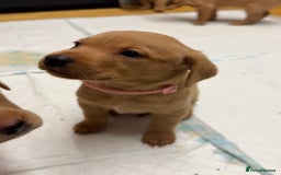 Labrador Retriever dogs for sale: Beautiful kc reg red labs. WORKING LINES - Image 6