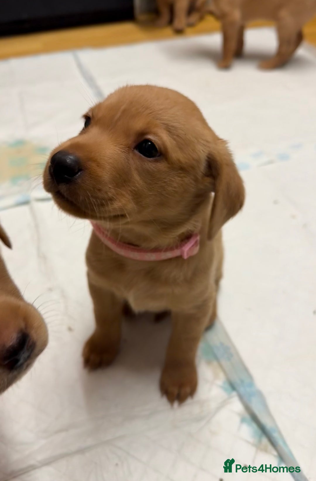 Labrador Retriever dogs for sale: Beautiful kc reg red labs. WORKING LINES - Image 6