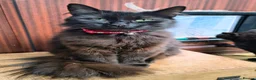 Mixed Breed cats for sale: Three beautiful black kittens  in Llanon - Advert 2