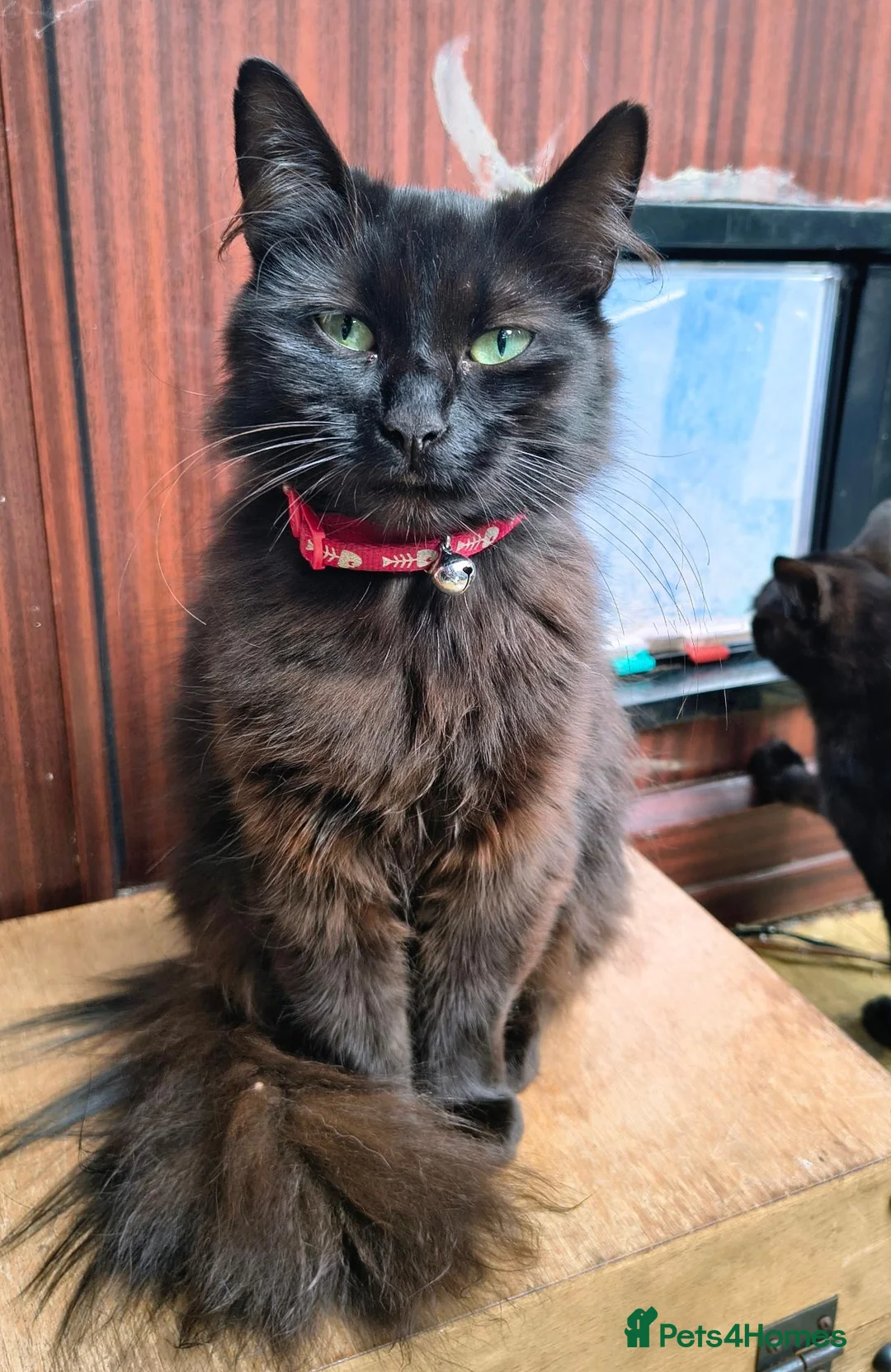 Mixed Breed cats for sale: Three beautiful black kittens  in Llanon - Advert 2
