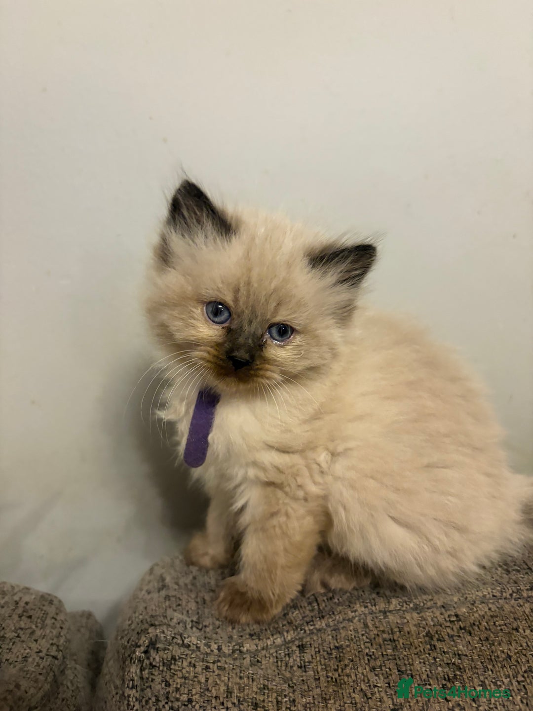 Ragdoll cats for sale: Beautiful, fluffy seal point ragdoll babies - Advert 5