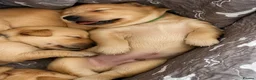 Golden Retriever dogs for sale: KC Registered Golden Retriever Puppies    - Advert 12