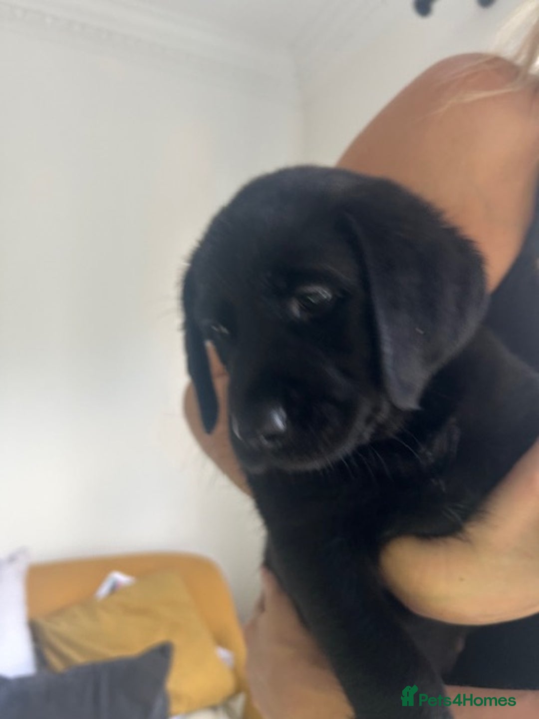 Labrador Retriever dogs for sale: Stunning Black Labrador Retriever Puppies in London - Image 5