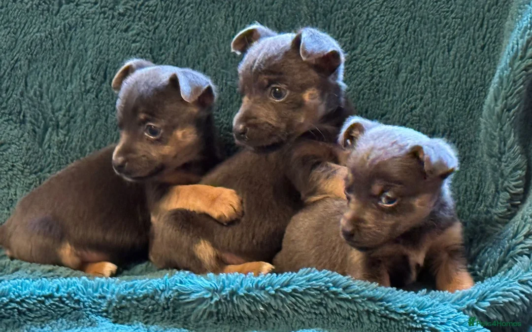 Jack Russell dogs for sale: Miniature much Wenlock puppies - Advert 8