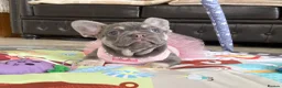 French Bulldog dogs for sale: READY NOW! 1 GIRL LEFT. BLUE & TAN FRENCH BULLDOG - Advert 13