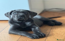 Cane Corso dogs for sale: Cane corso puppies rehom - Image 2