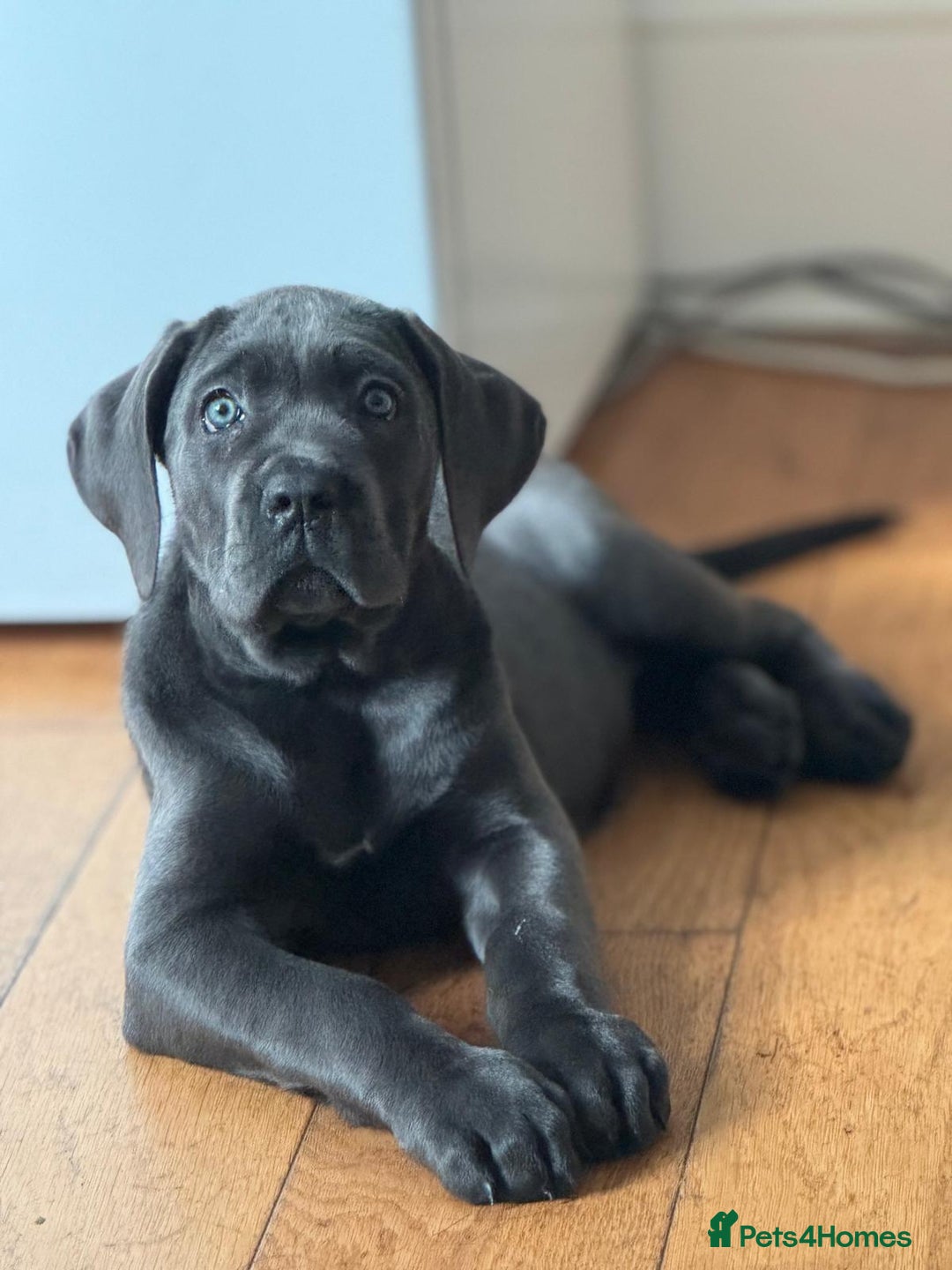 Cane Corso dogs for sale: Cane corso puppies rehom - Image 2