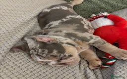 English Bulldog dogs for sale: British bulldog pups for sale - Advert 8