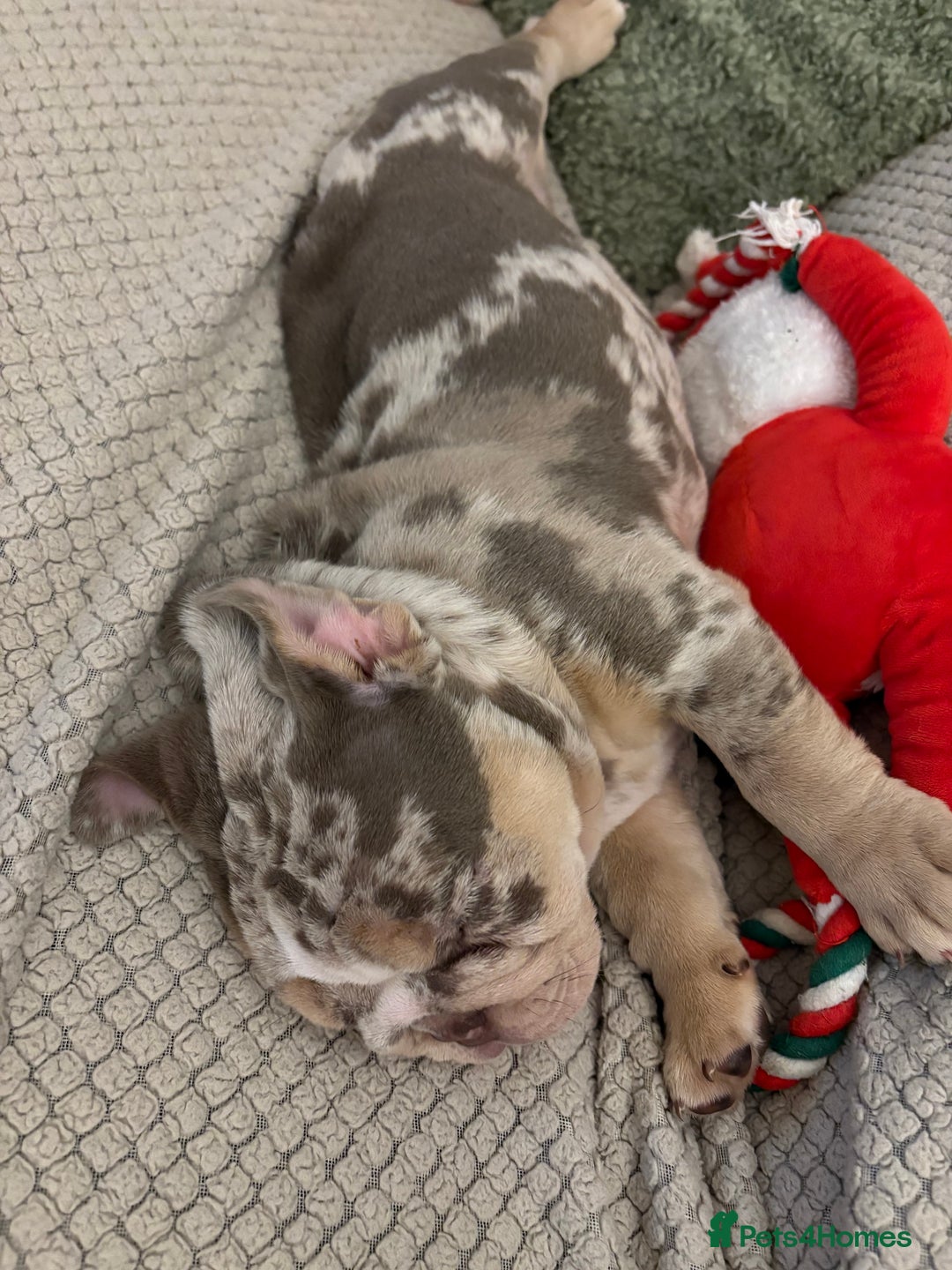 English Bulldog dogs for sale: British bulldog pups for sale - Advert 8