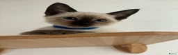 Siamese cats for sale: 5 Adorable Kittens Looking for Their Forever Homes - Advert 11