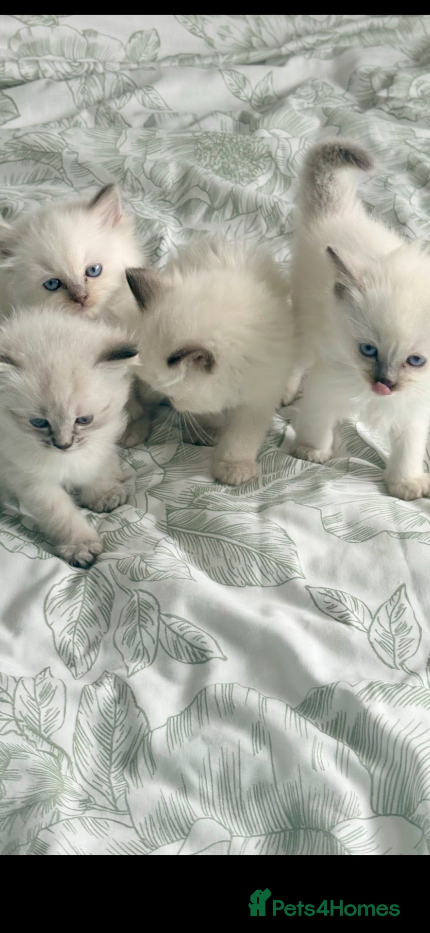 Ragdoll cats ♥️ STUNNING GCCF BABIES ♥️ - Advert 18