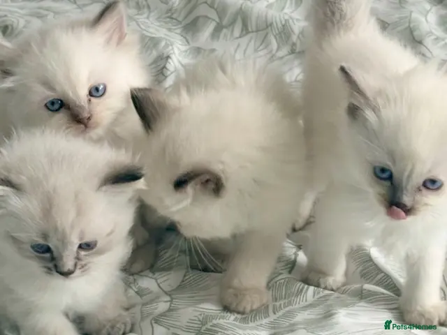 Ragdoll cats ♥️ STUNNING GCCF BABIES ♥️ - Advert 18