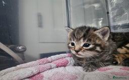European cats for sale: 4 beautiful kittens looking for the New 🤎 home  - Image 33