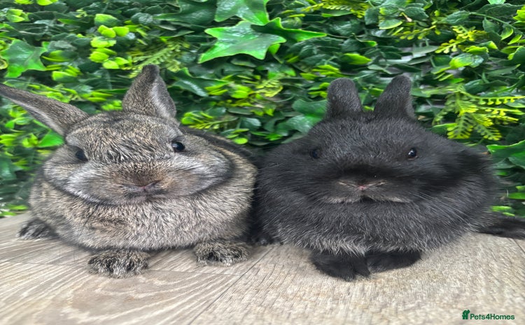 Mini Lop rabbits - Advert 5
