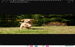 Labradoodle dogs for sale: 2nd Generation Labradoodles - Image 2