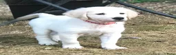 Golden Retriever dogs for sale: Championship lines puppies-ready now - Advert 20