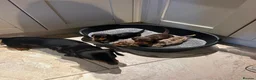 Miniature Dachshund dogs for sale: 3 Gorgeous Smooth Coat Miniature Dachshund Puppies - Advert 6