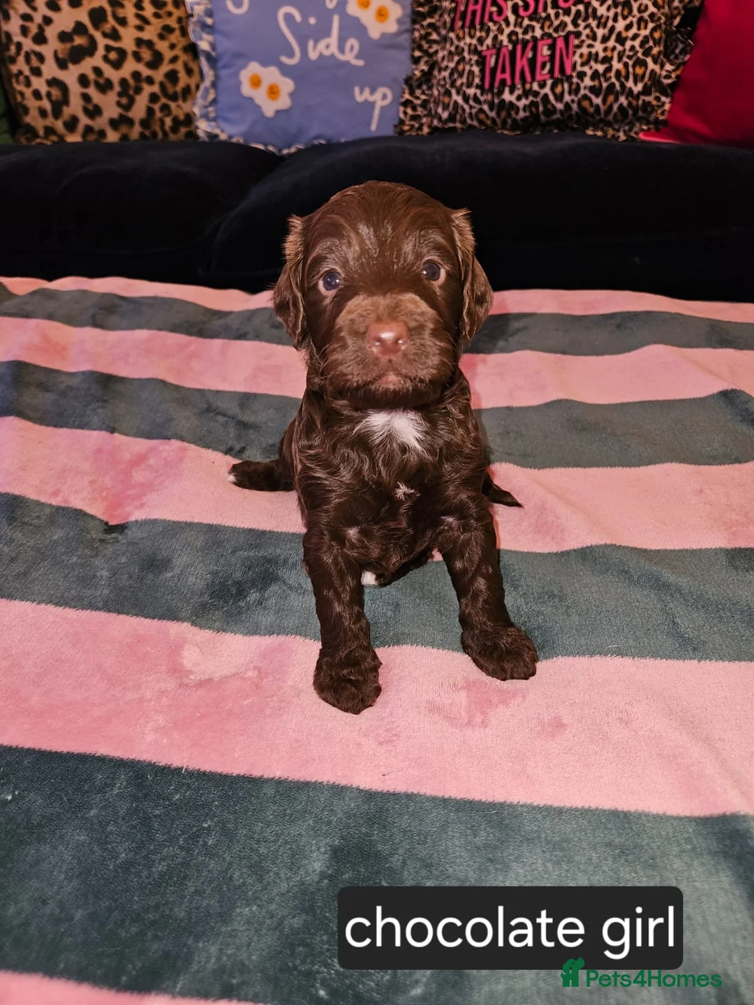 Sproodle dogs for sale: Sproodle puppies  - Advert 9