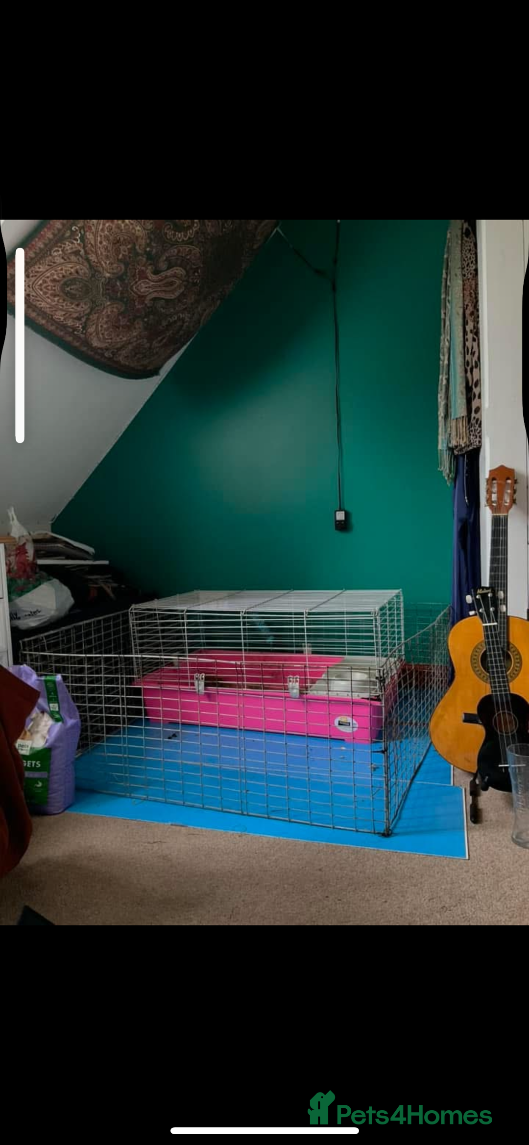 Guinea Pig rodents for sale: Two male guinea pigs - Advert 4