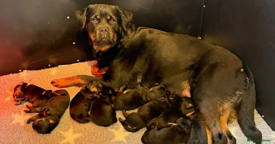 Rottweiler dogs for sale: Wonderful Kc Registered Puppies - Advert 1