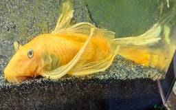 Plecos fish for sale: Adult Female Lemon Bristlenosed Pleco  - Image 1