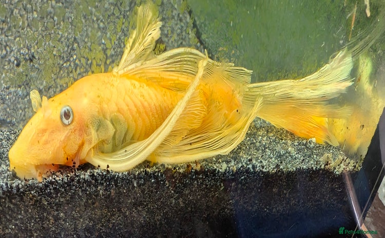 Plecos fish - Advert 1