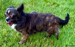 Chihuahua dogs for adoption: Tigra’s Story – Small Body, Brave Heart - Image 6