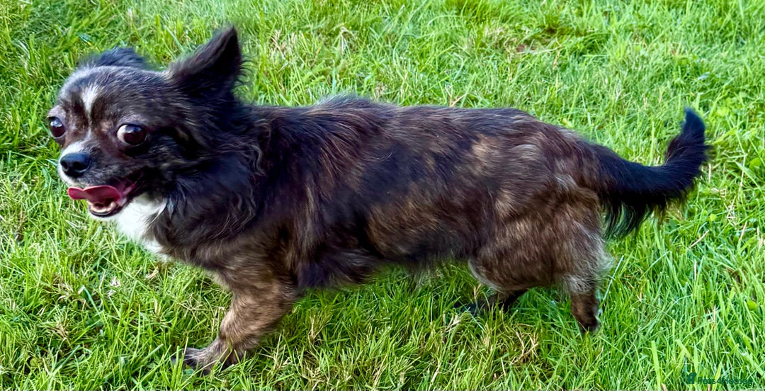 Chihuahua dogs for adoption: Tigra’s Story – Small Body, Brave Heart - Image 6