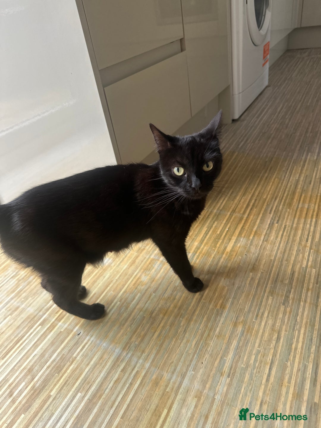 Mixed Breed cats for sale: 4 kittens looking for their forever homes - Image 5