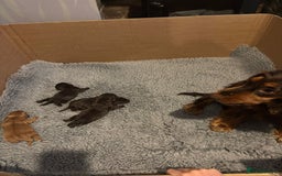 Cocker Spaniel dogs for sale: KC REG HEALTH TESTED SHOW COCKER SPANIEL PUPS - Image 8