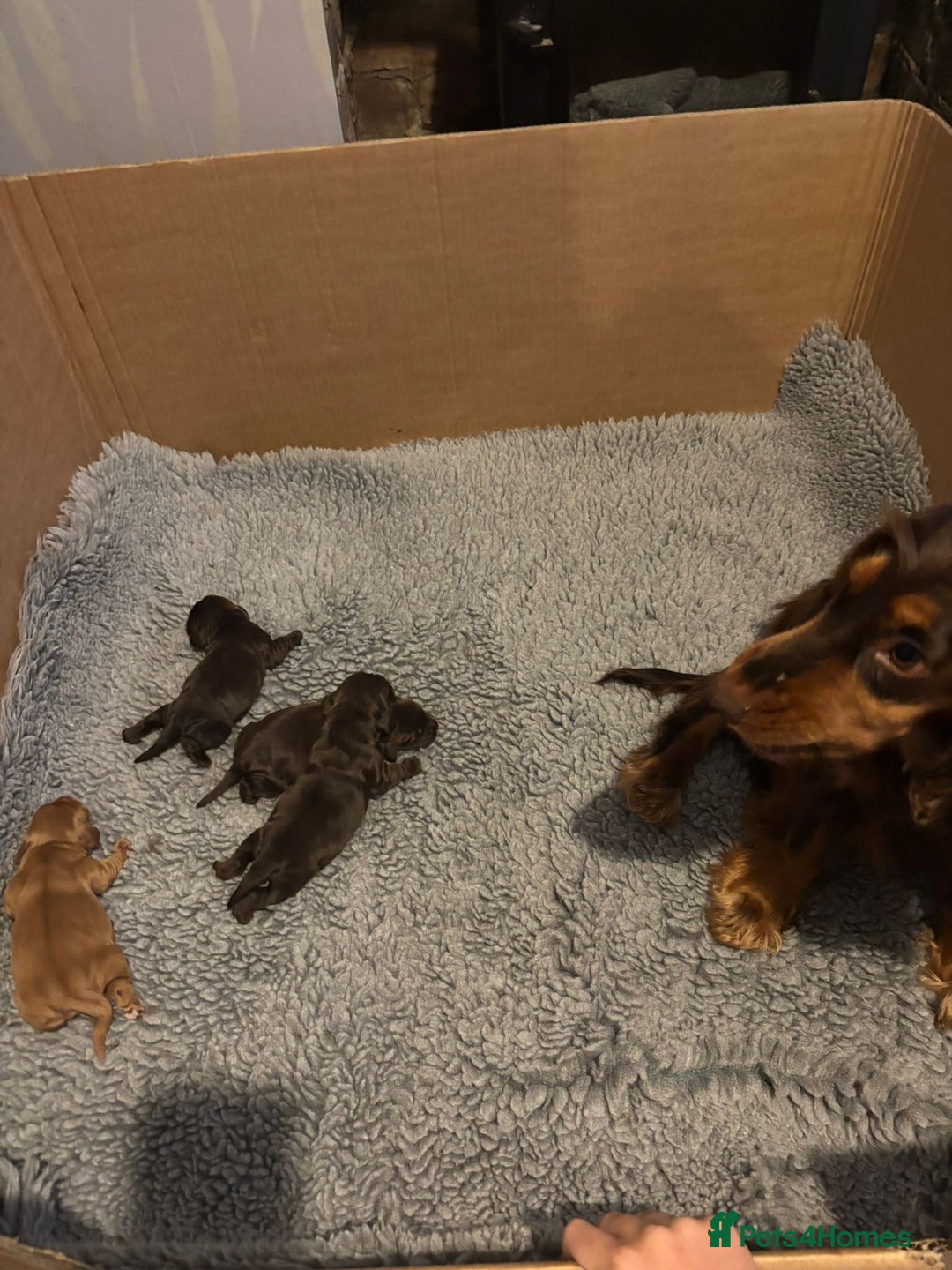 Cocker Spaniel dogs for sale: KC REG HEALTH TESTED SHOW COCKER SPANIEL PUPS - Image 8