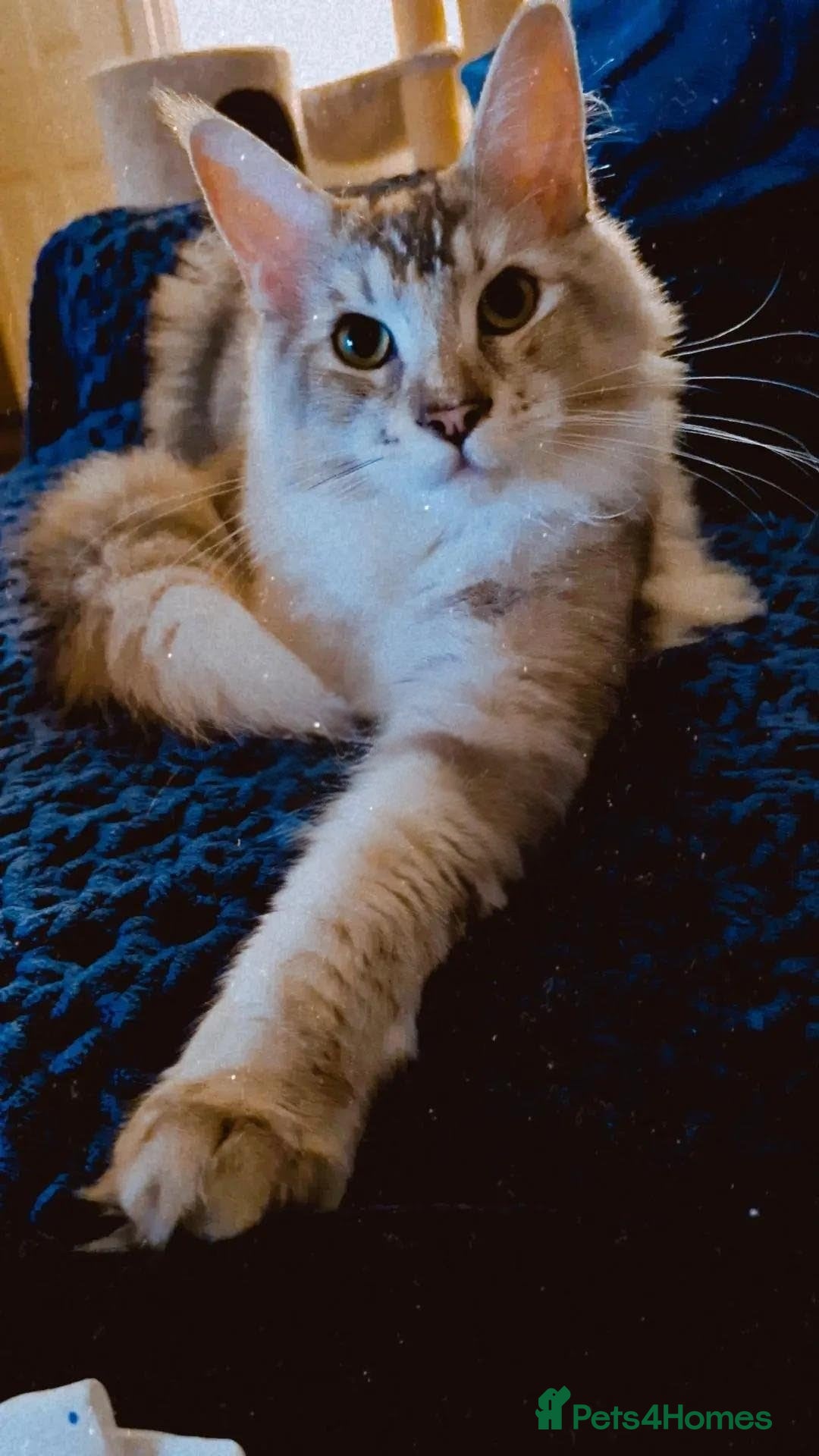 Maine Coon cats 3 year old female Maine coon - Advert 4